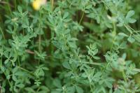 Lotus corniculatus