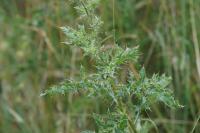 Cirsium arvense