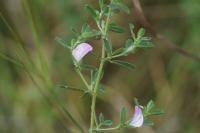 Ononis spinosa