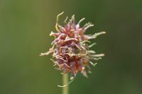 Allium vineale