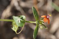 Lysimachia arvensis