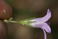 Campanula rapunculus
