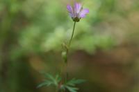 Geranium columbinum