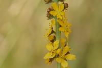 Agrimonia eupatoria