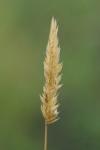 Anthoxanthum odoratum