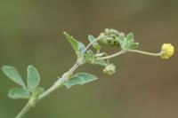 Medicago lupulina