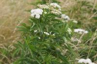 Sambucus ebulus