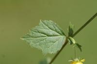 Geum urbanum