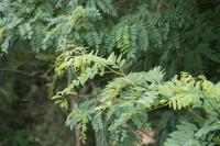 Robinia pseudoacacia