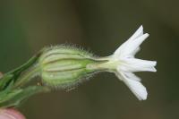 Silene latifolia