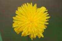 Hypochaeris radicata