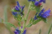 Echium vulgare