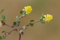 Trifolium campestre