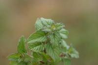 Clinopodium vulgare