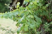 Humulus lupulus