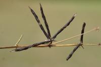 Vicia sativa