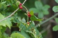 Bryonia dioica