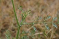 Daucus carota