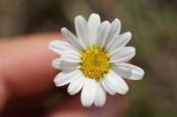 Leucanthemum ircutianum