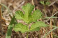 Heracleum sphondylium