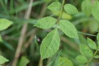 Fraxinus excelsior