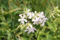 Saponaria officinalis