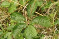 Parthenocissus quinquefolia