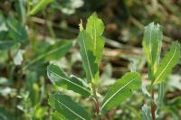 Lactuca serriola