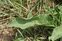 Symphytum officinale