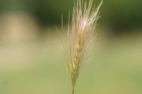 Hordeum murinum