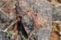 Sedum rubens