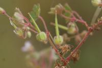 Geranium rotundifolium