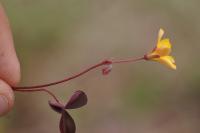 Oxalis corniculata