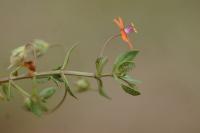 Lysimachia arvensis