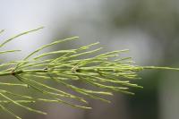 Equisetum arvense
