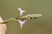 Verbena officinalis