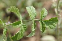 Pastinaca sativa