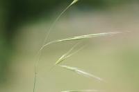 Anisantha sterilis