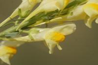 Linaria vulgaris