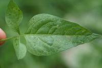Solanum dulcamara