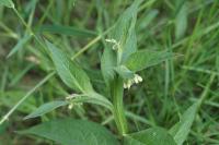 Symphytum officinale