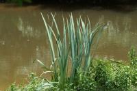 Iris pseudacorus