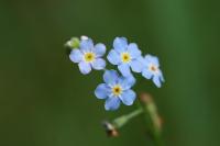 Myosotis scorpioides