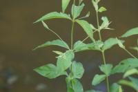 Lysimachia vulgaris
