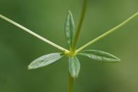 Galium palustre