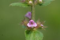Stachys palustris