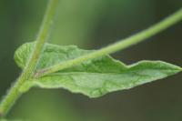 Pulicaria dysenterica