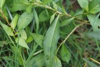 Persicaria lapathifolia