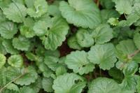 Glechoma hederacea