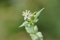 Stellaria aquatica